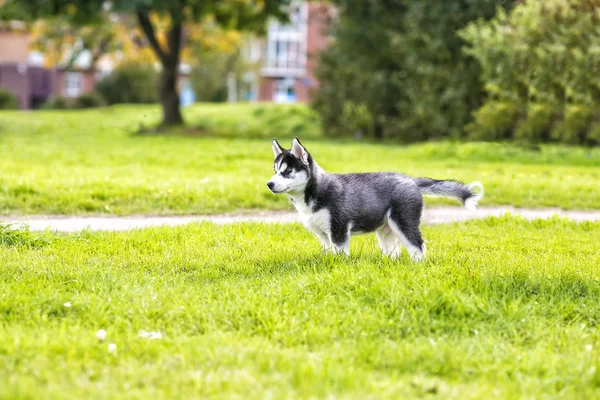 The husky puppy on the road — Stock Photo, Image